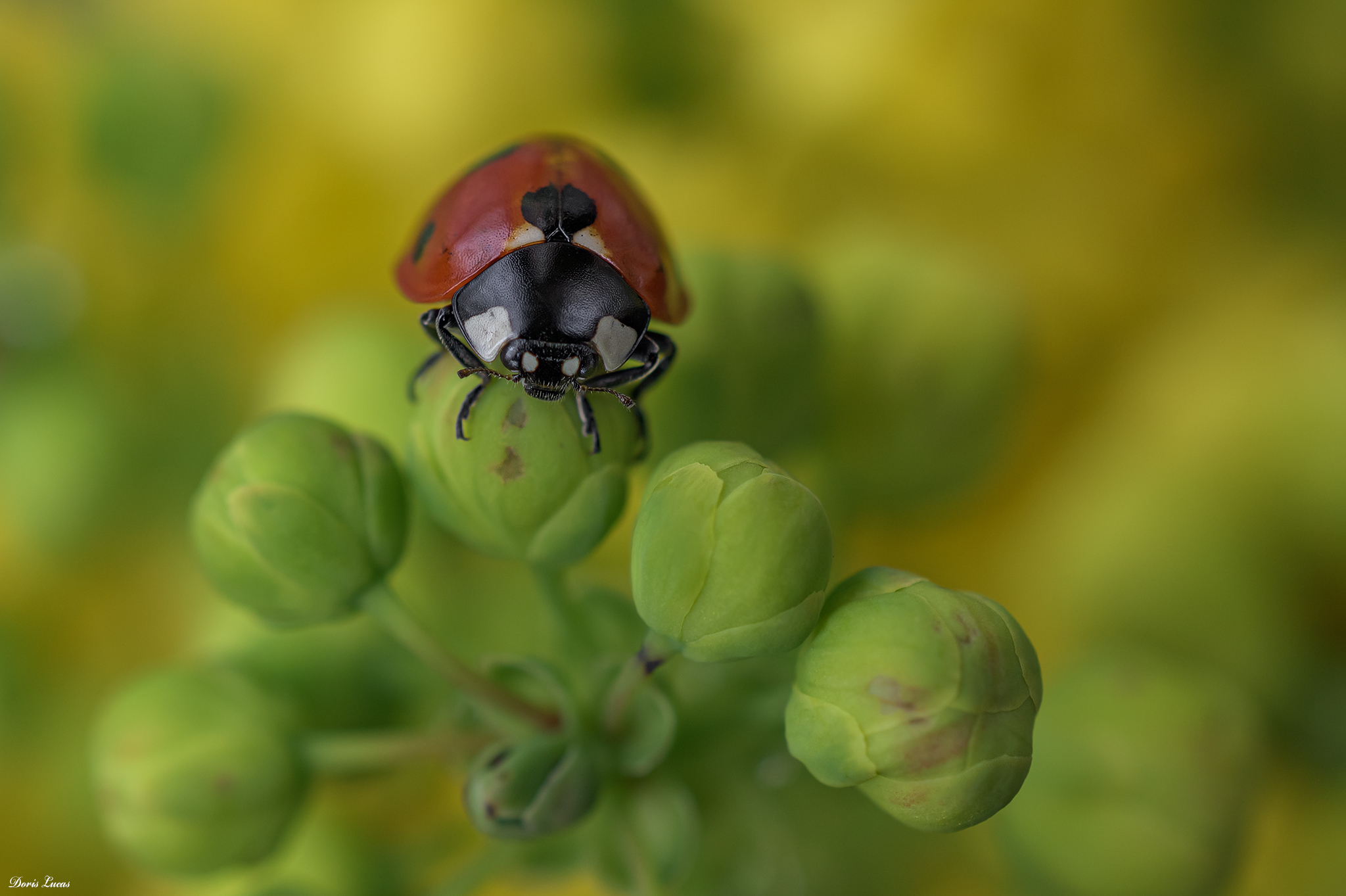 Nahaufnahme eines Marienkäfers auf einer Pflanze