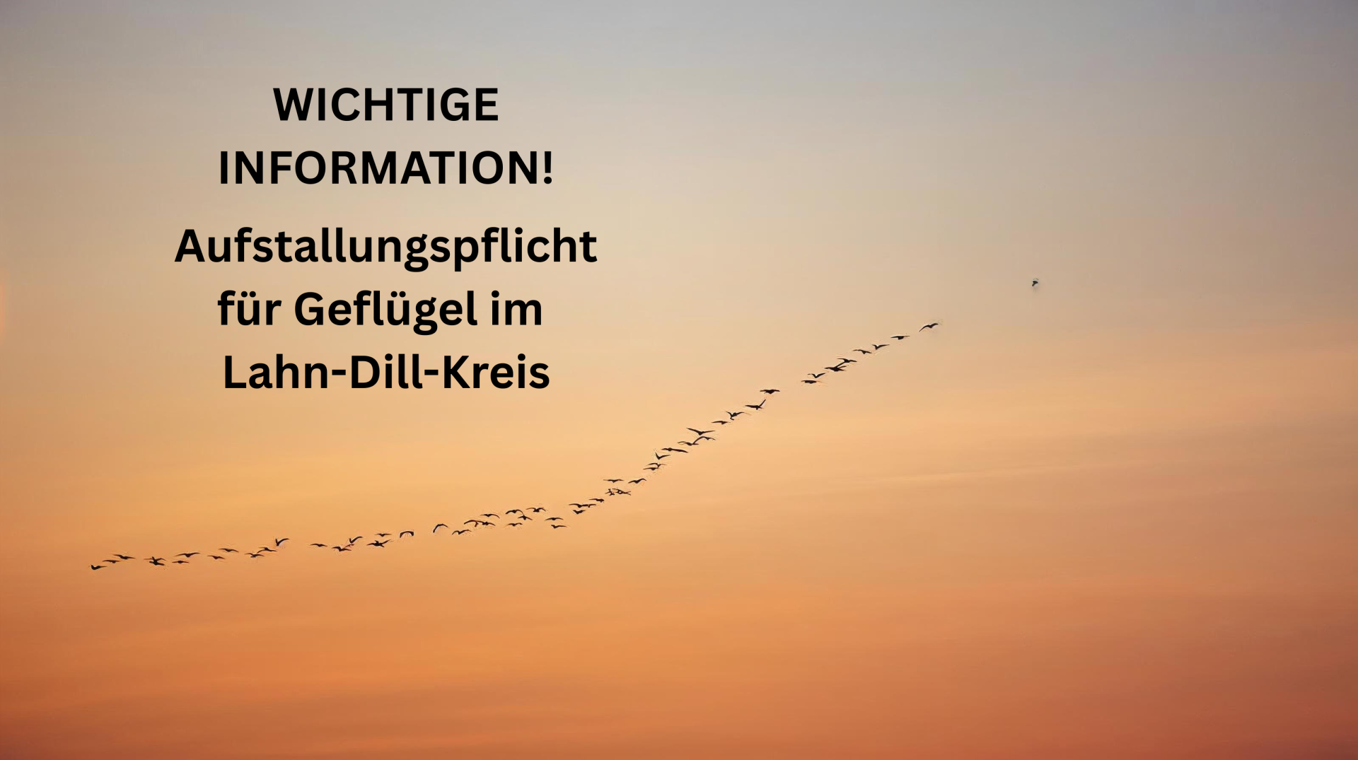 Auf dem Bild ist eine Kette mit Zugvögeln vor einem Sonnenuntergang zu sehen