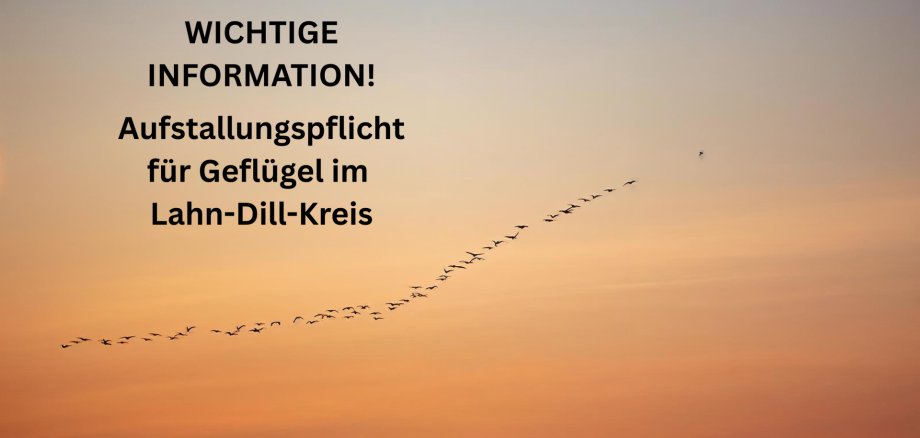 Aufstallungspflicht für Geflügel im Lahn-Dill-Kreis Auf dem Bild ist eine Kette mit Zugvögeln vor einem Sonnenuntergang zu sehen