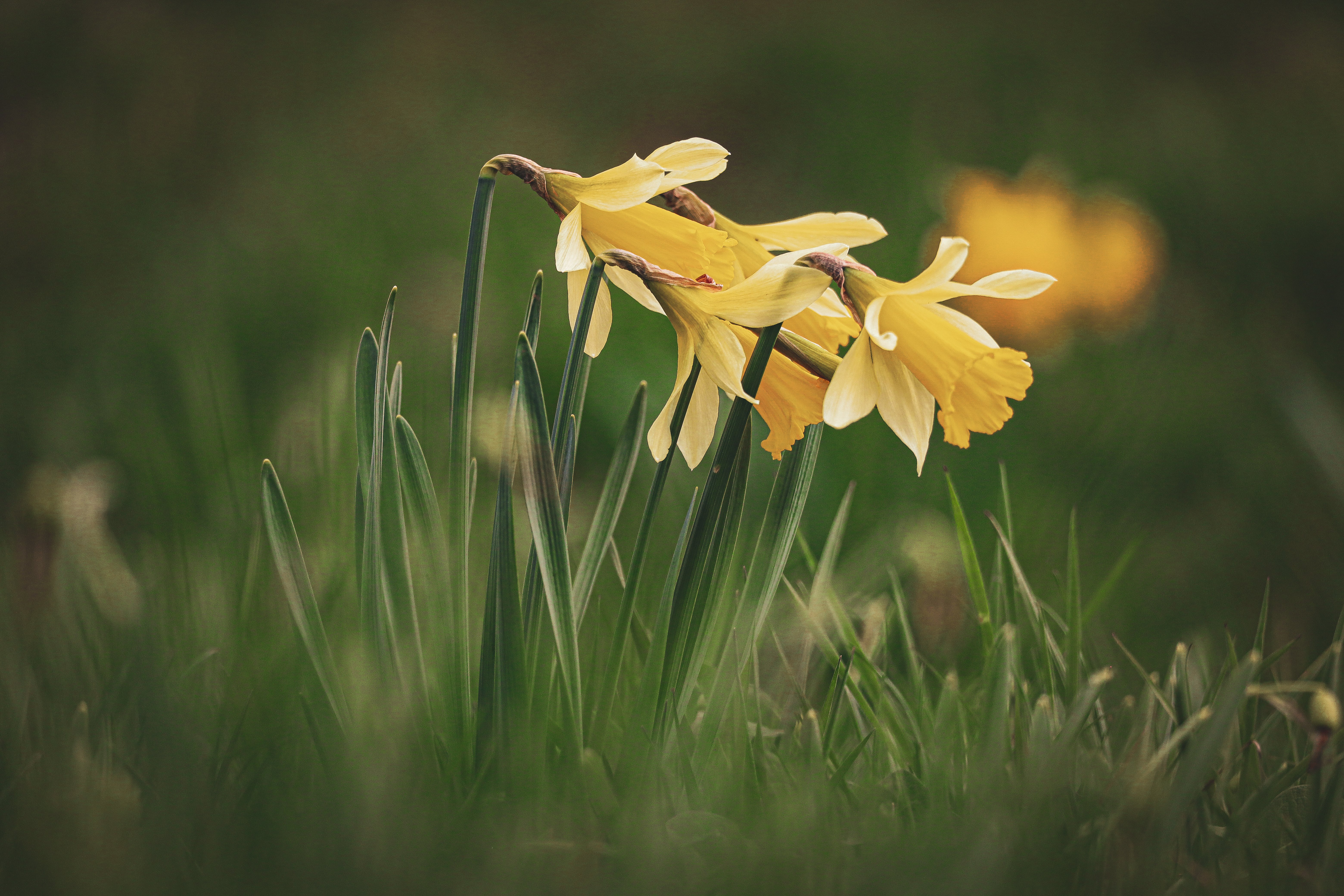 Nahaufnahme von Osterglocken