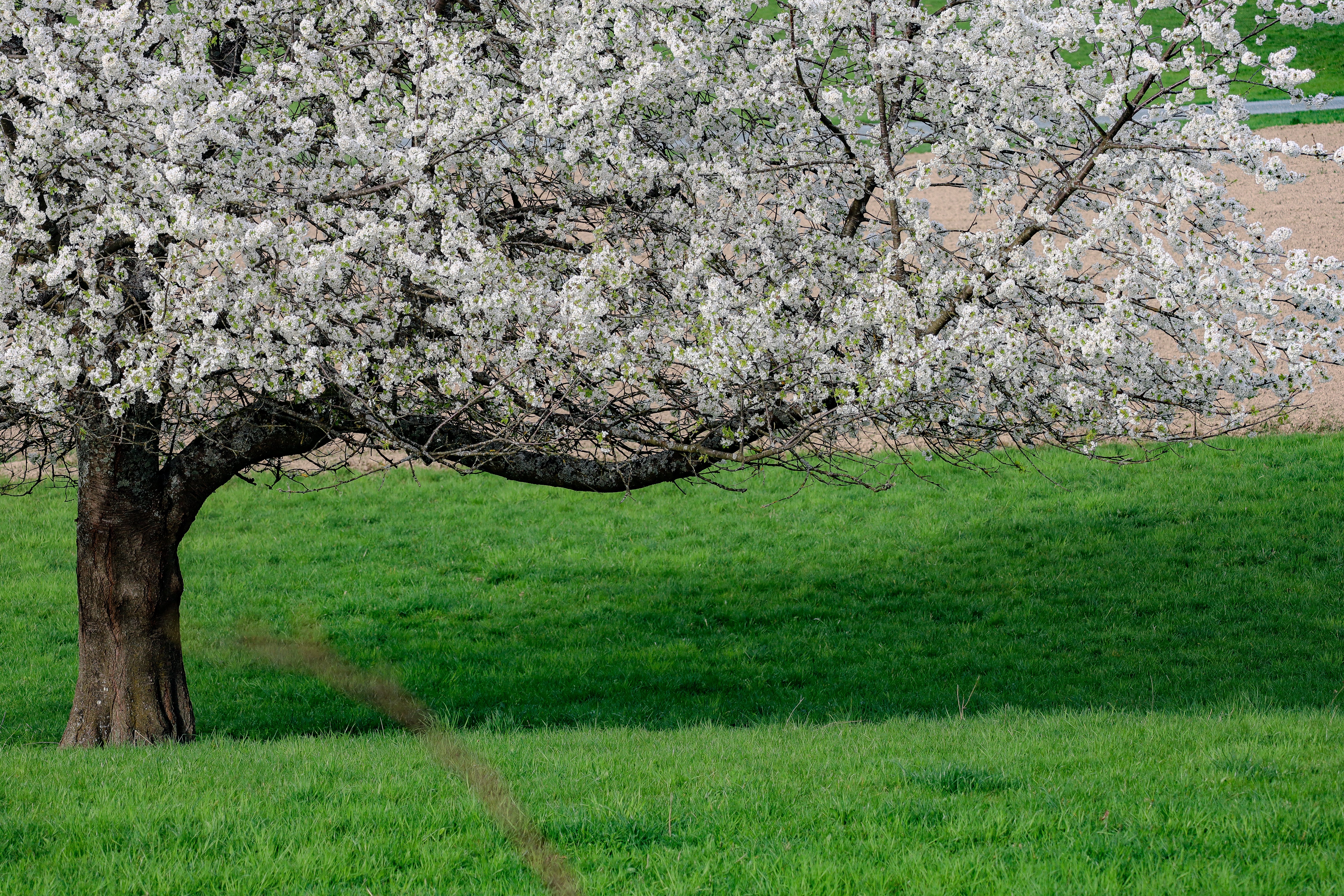 Apfelbaum in voller Blüte