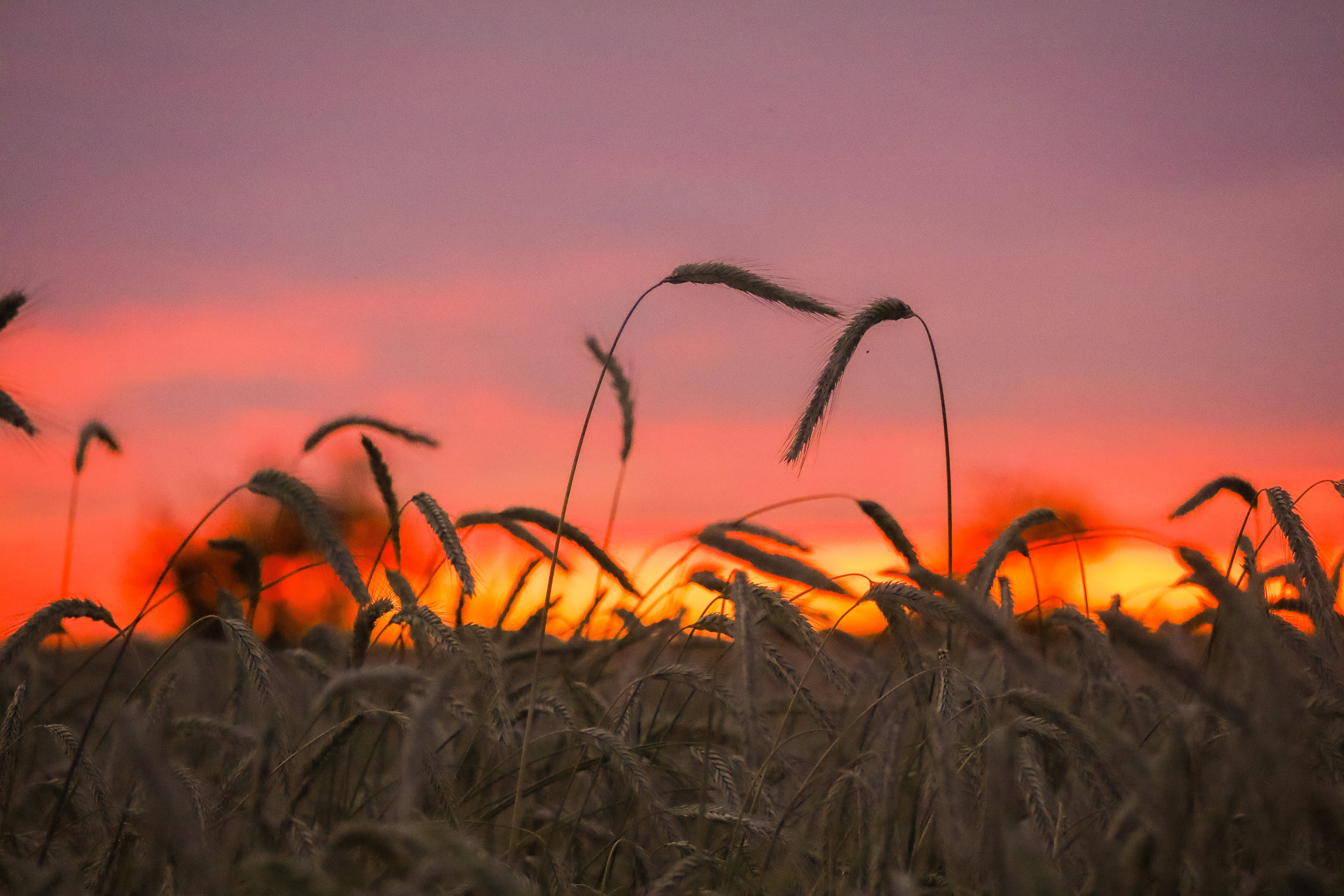Gerste im Sonnenuntergang