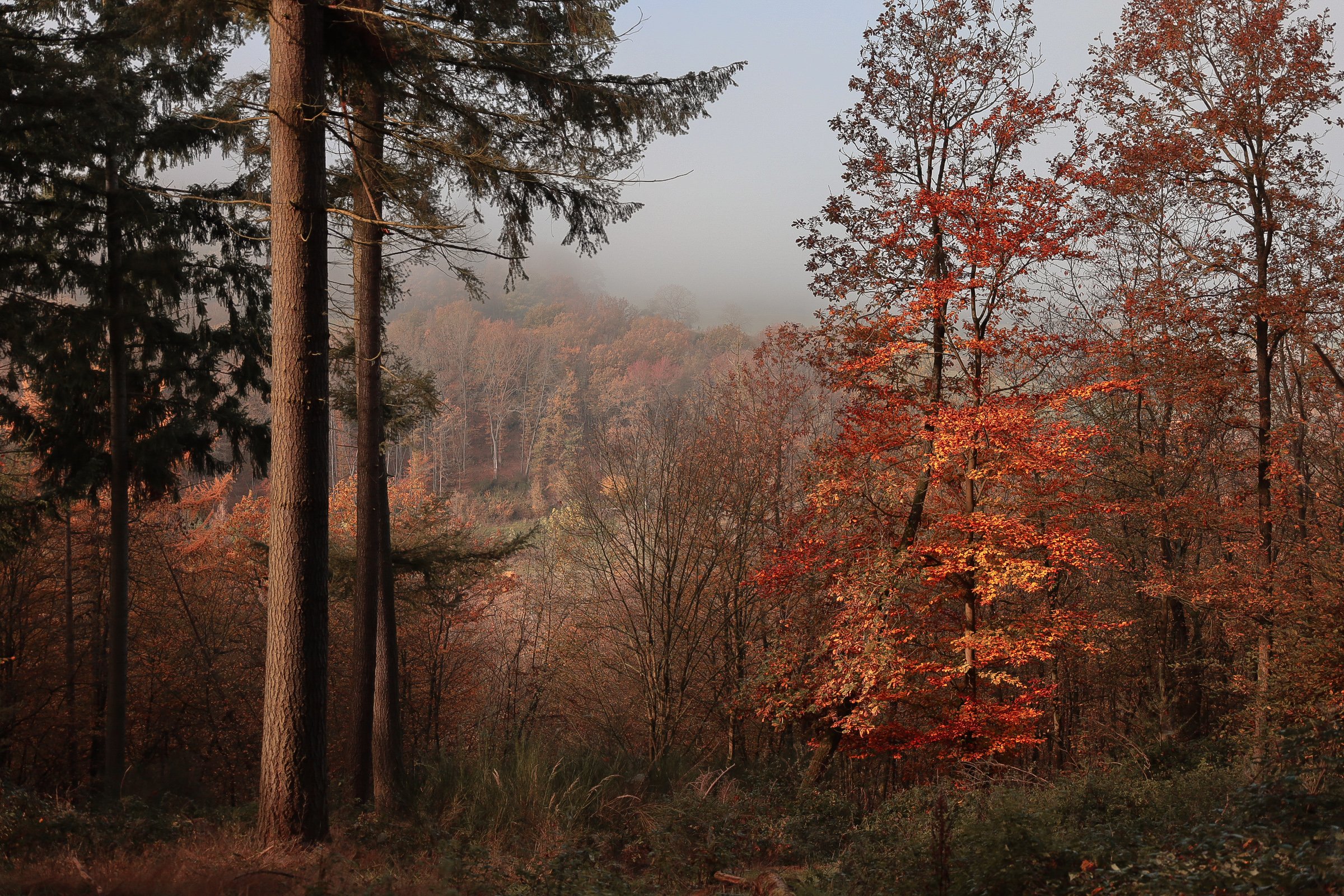 Bild von einem herbstlichen Wald Bild von einem herbstlichen Wald
