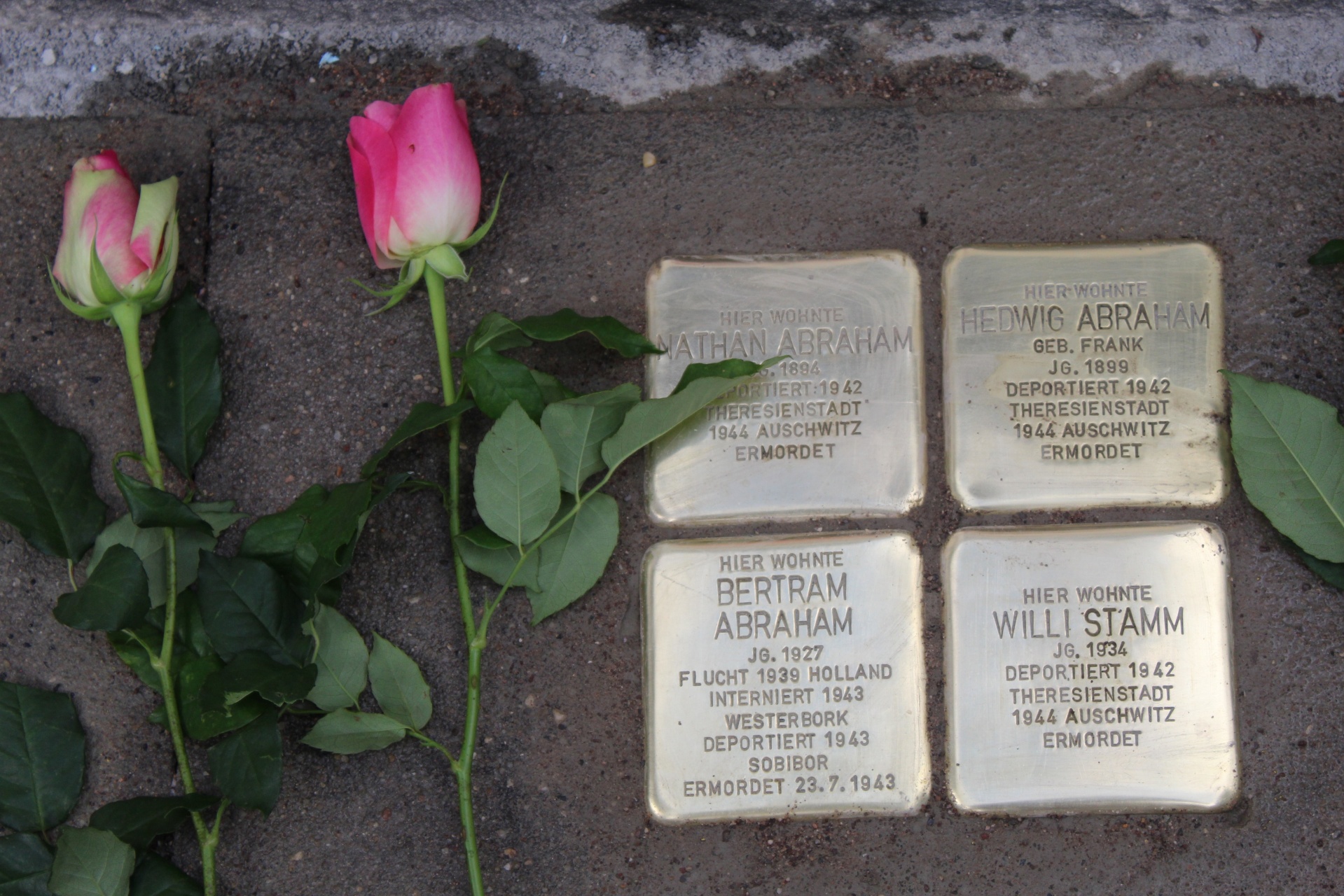 Vier Stolpersteine mit den Namen Nathan Abraham, Hedwig Abraham, Bertram Abraham und Willi Stamm, verlegt im Gehweg. Daneben liegen zwei rosa Rosen als Zeichen des Gedenkens