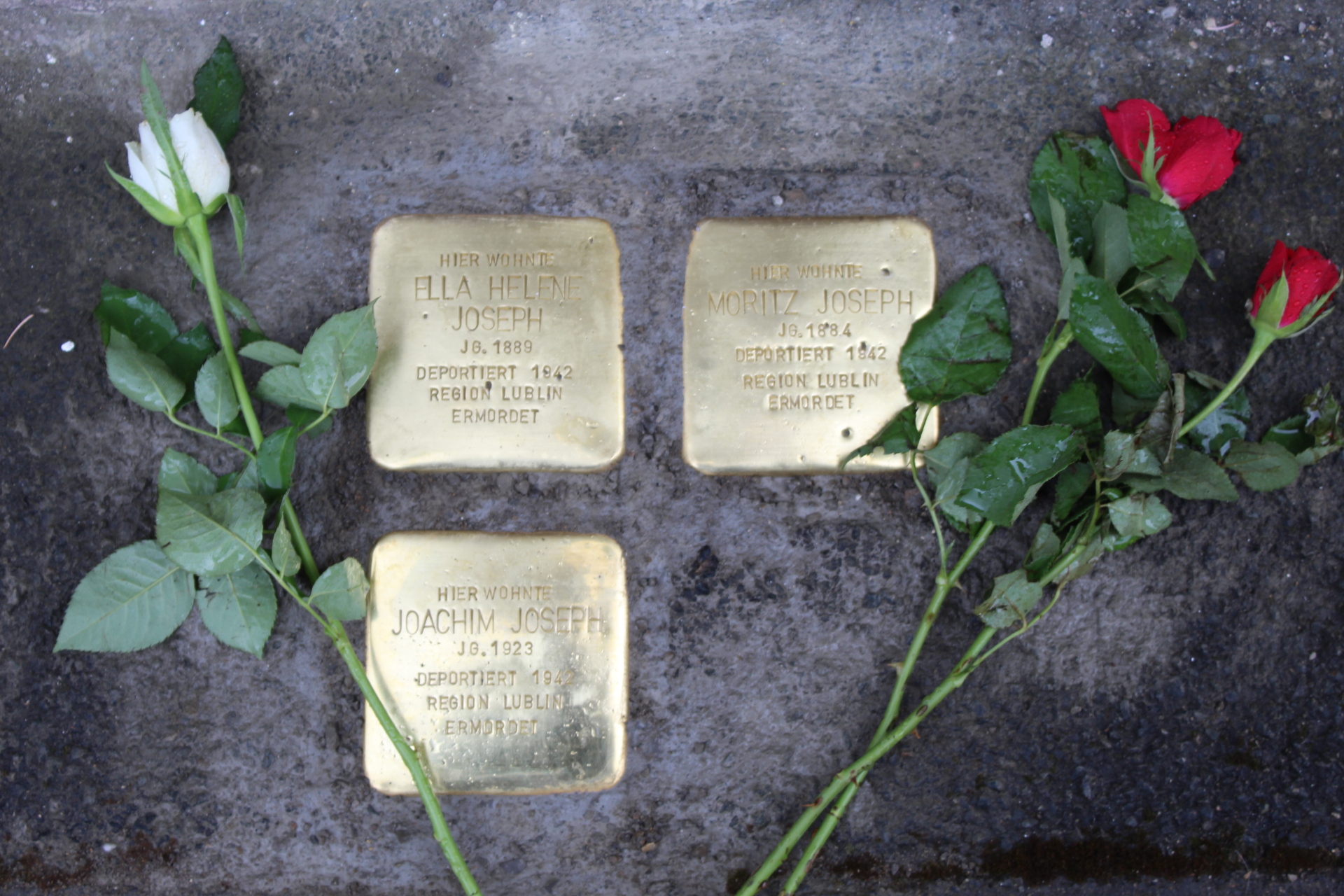 Neu verlegte Stolpersteine Drei neu verlegte Stolpersteine zum Gedenken an Ella Helene, Moritz Joseph und Joachim Joseph, geschmückt mit Rosen.
