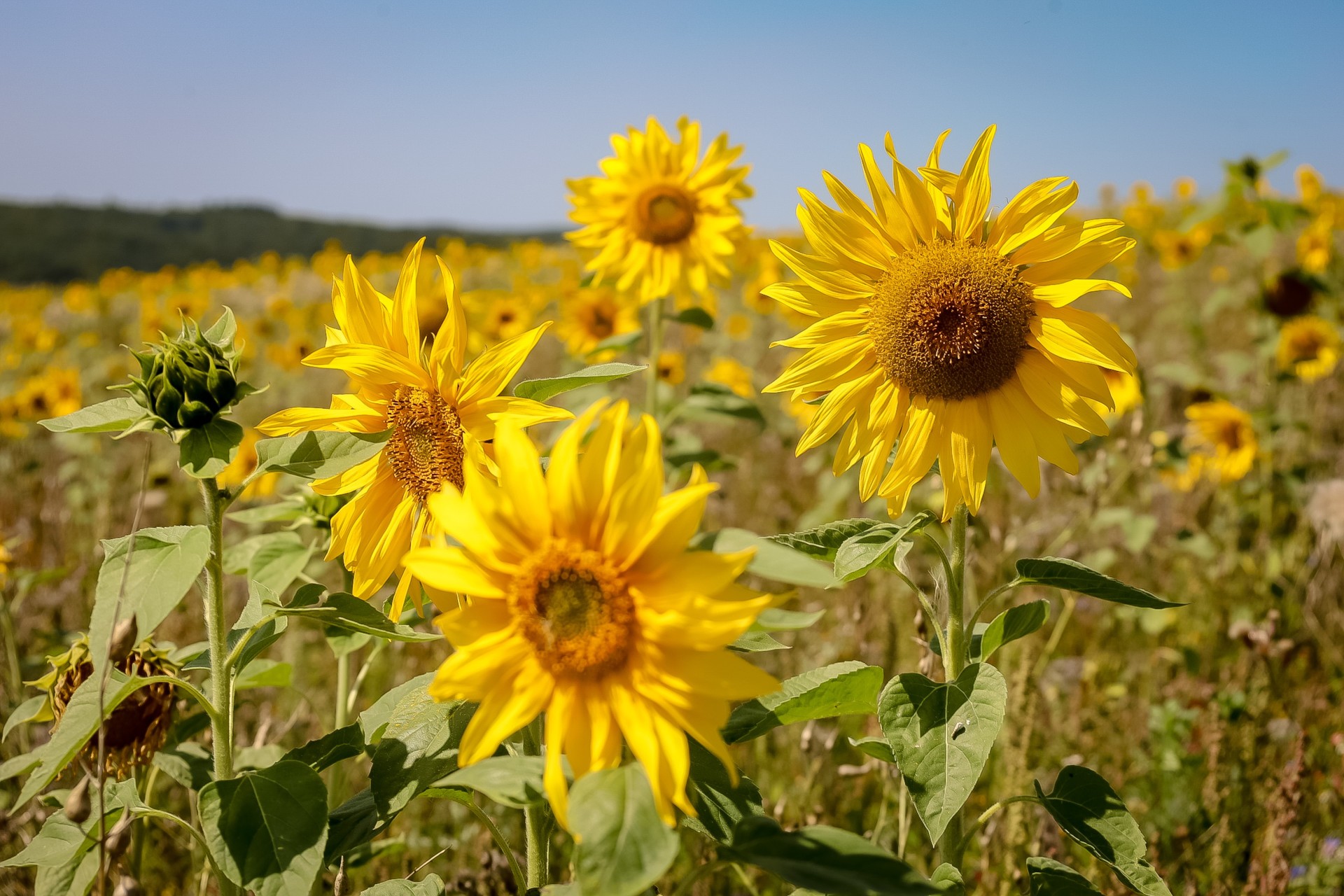 Eine Wiese mit Sonnenblumen im Sonnenschein